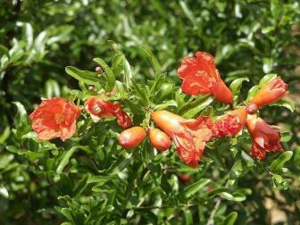 pomegranate-in-flower-nc-extension
