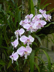 Moth orchid Phaelonopsis schilleriana, by Judgefloro