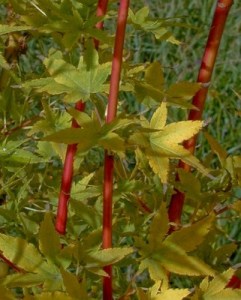 A. palmatum 'Japanese Sunrise '- Essence of the tree